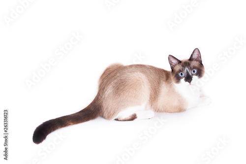 Fotografie, Obraz Siamese cat isolated on the white background. thai cat.