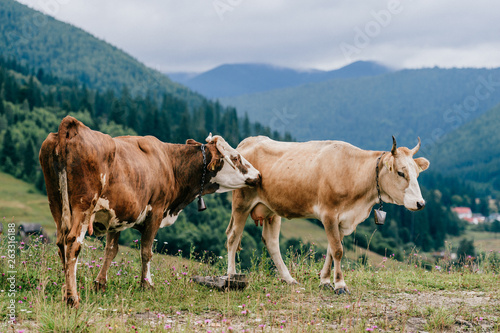 Two funny spotted cows playing sex games on pasture in highland in summer day. Cattle mating on field with beautiful landscape view at mountains and forest on background. Animal mating habits.