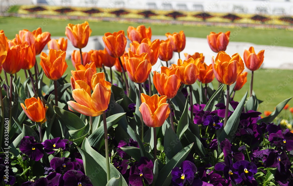 Φωτογραφία Orangefarbene Tulpen und Lilafarbene Stiefmütterchen und im Hintergrund Tulpen i