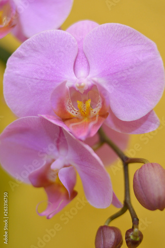 Pink orchid on ocher background