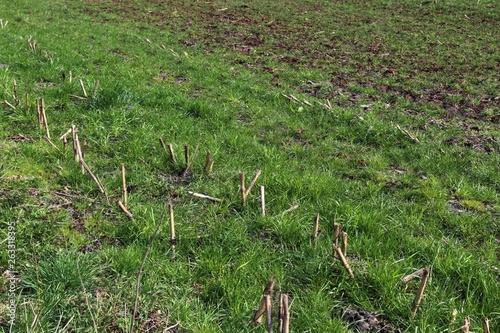 Close up of an griculture ground surface with high details photo