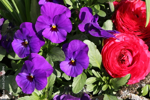 Garten, Frühlingsblumen, Bepflanzung mit roten Ranunkeln und blauen Stiefmütterchen photo