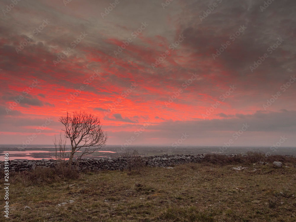 Sunrise in Ireland, Traditional dry stone wall, Single tree silhouette. Dramatic morning red sky.