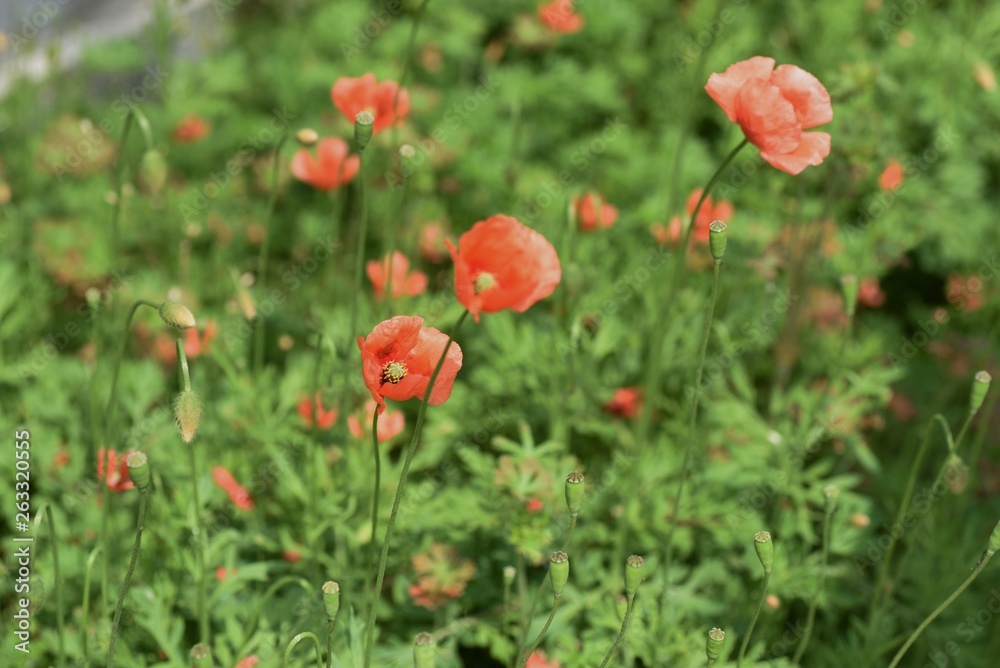 Poppy is blooming on the roadside.