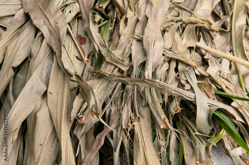 Dried Corn Foliage