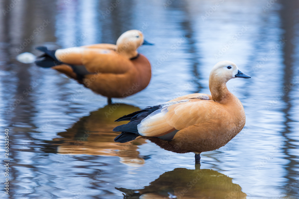 The brown duck or drake on the city pound or lake standing in the water 