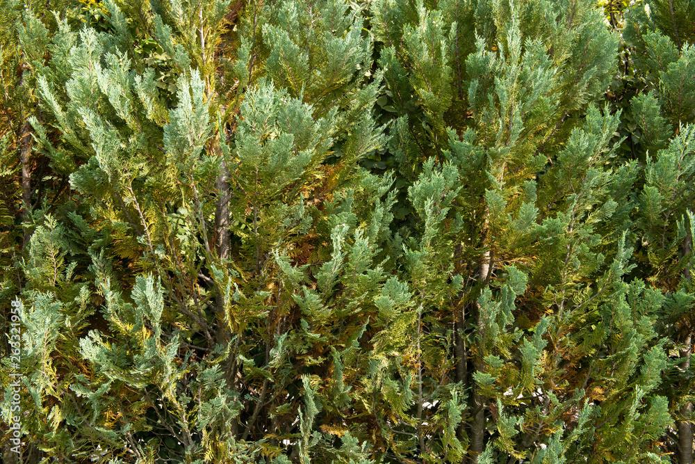 Fototapeta premium Evergreen Tree Branches