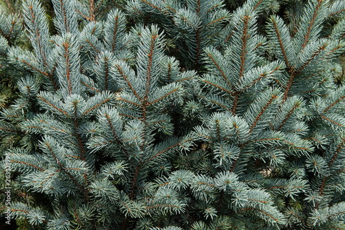 Evergreen Tree Branches