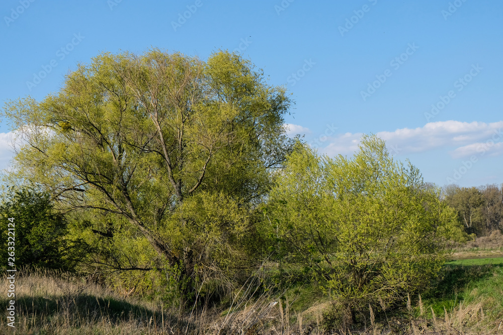 tree in the field