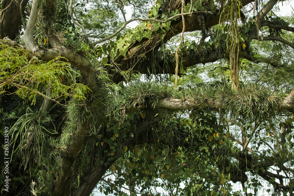 Fototapeta premium tillandsias on trees mexico