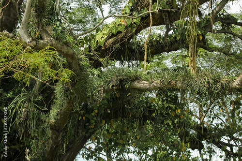 tillandsias on trees mexico © Yvonne Kochanowski