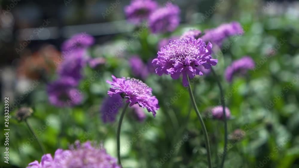 Slow motion of flowers blowing in the wind Slow motion of flowers blowing in the wind