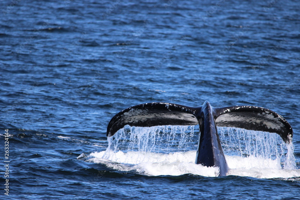 Fototapeta premium Whale Tail