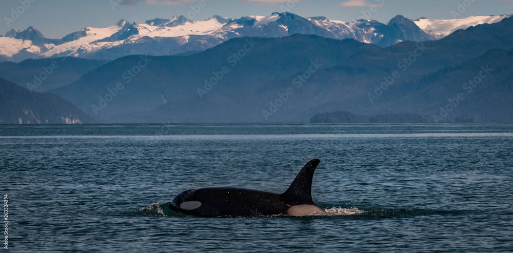 Fototapeta premium Orca (Killer Whale) Near Juneau, Alaska