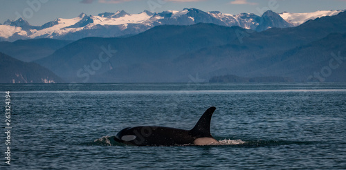 Orca (Killer Whale) Near Juneau, Alaska © Marc