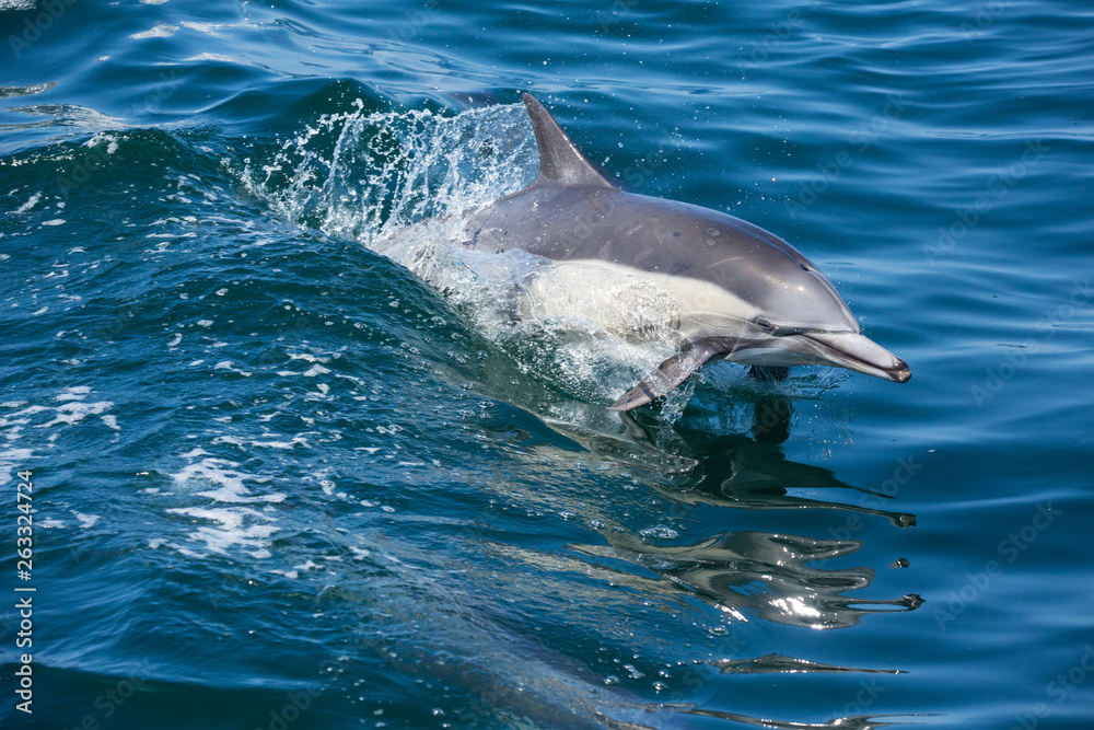 Naklejka premium Dolphins jump and play in the wake of a boat