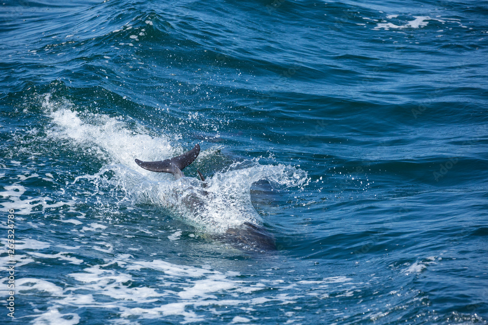 Naklejka premium Dolphins jump and play in the wake of a boat