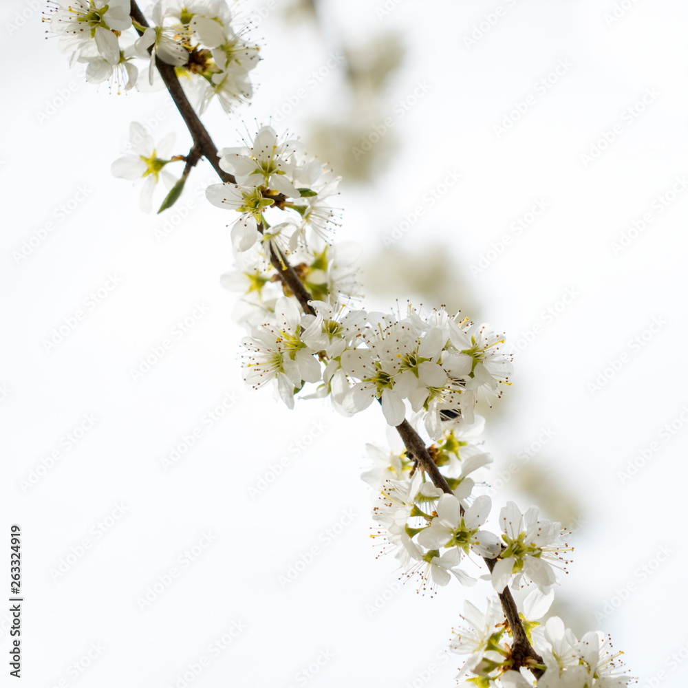 Blüten um Ast Blüten um Ast
