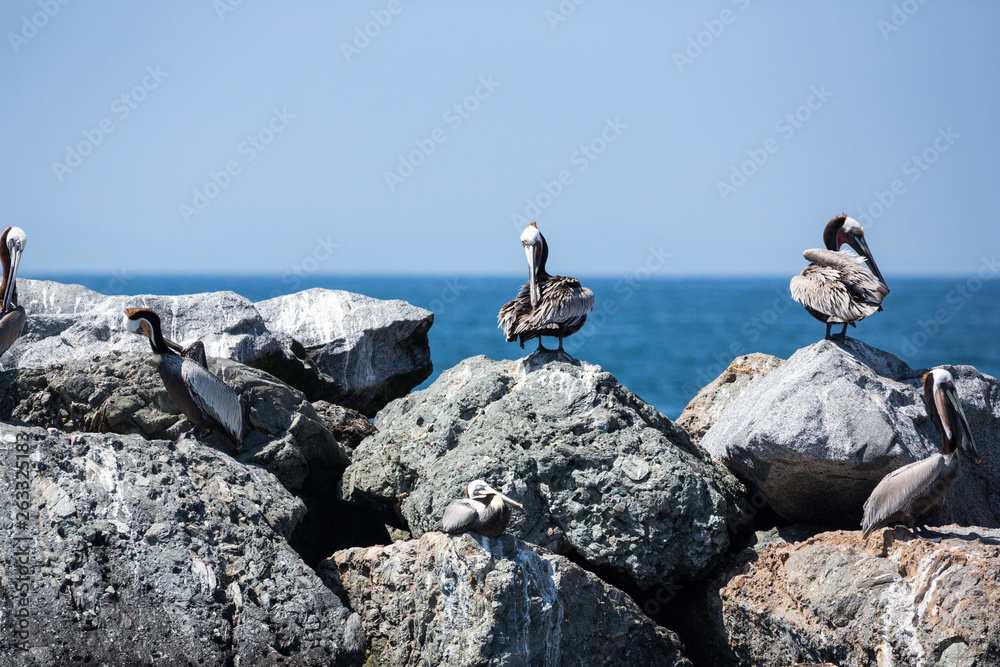 Pelicans roost and nest on rocks around the edge of the bay