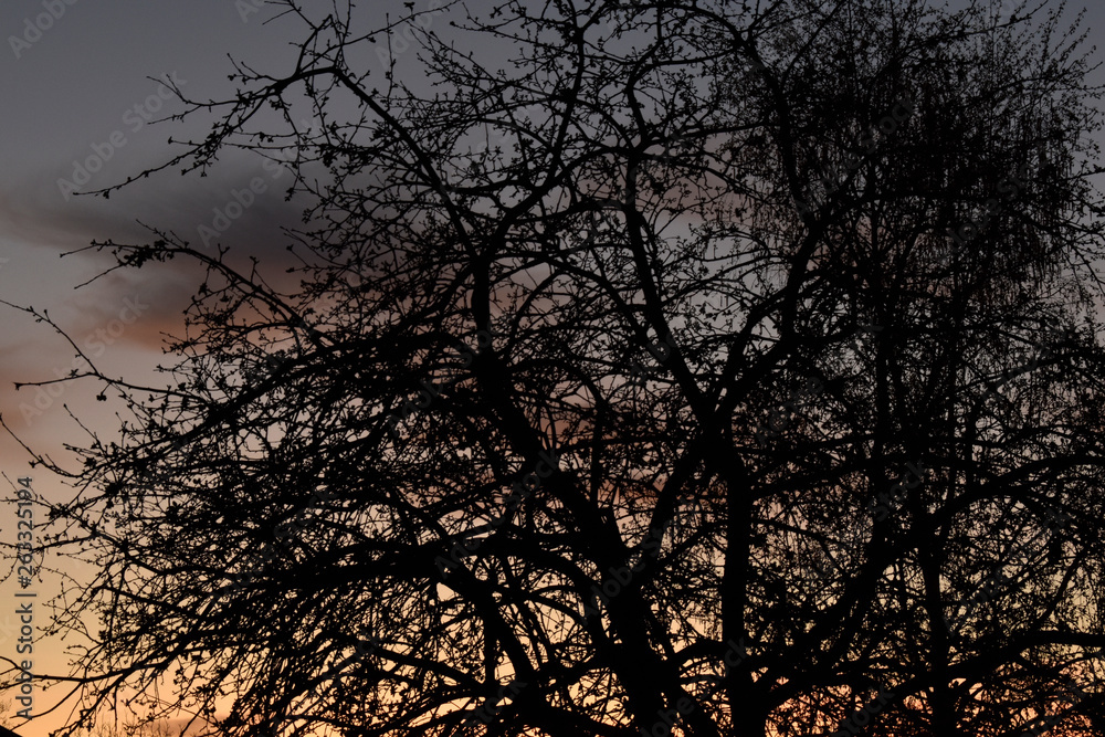 Crown of Apple and birch on a beautiful sunset background Crown of Apple and birch on a beautiful sunset background