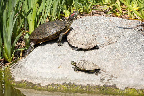 Turtles pose near a pond basking in the sunlight