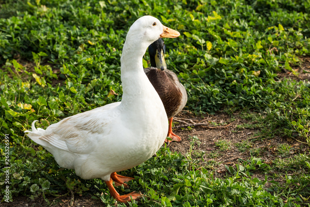 White goose and mallard duck standing together in a park White goose and mallard duck standing together in a park