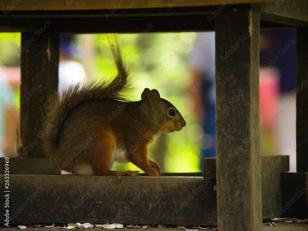 squirrel eating nut
