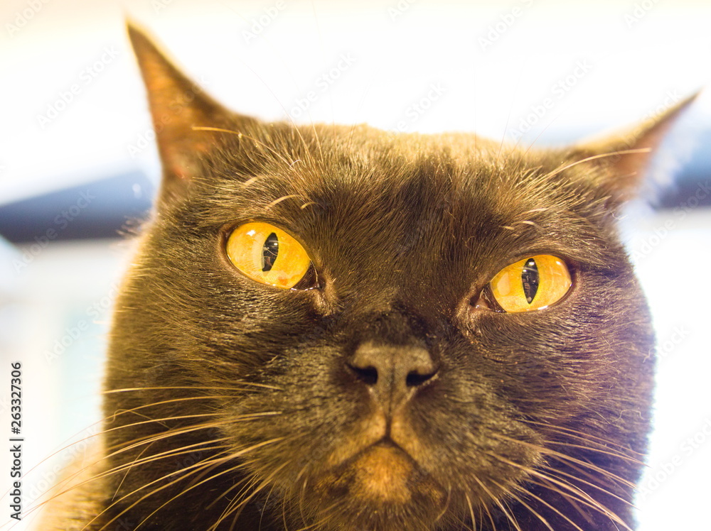 portrait of a cat