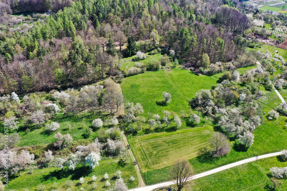 In Pretzfeld - fränkische Schweiz: Blühende Kirschbäume im größten Kirschen-Anbaugebiet in Westeuropa