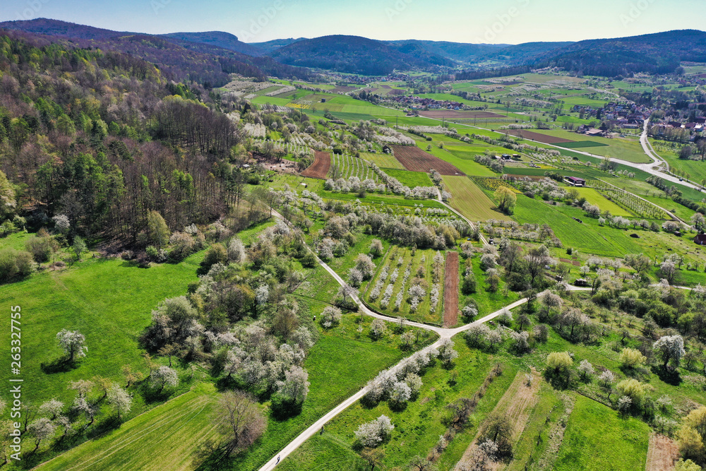 In Pretzfeld - fränkische Schweiz: Blühende Kirschbäume im größten Kirschen-Anbaugebiet in Westeuropa