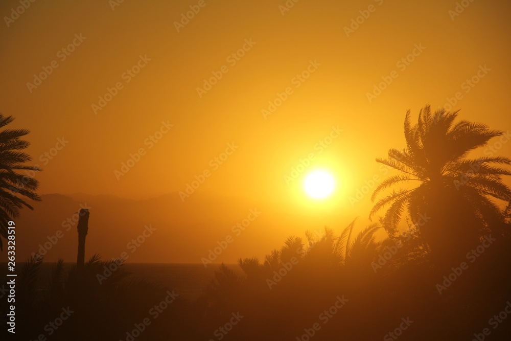 Sun over the sea and palm trees