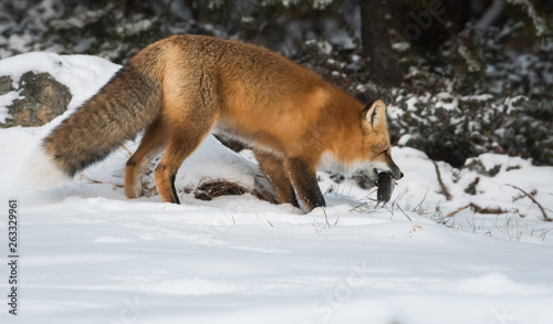 Red fox in the snow