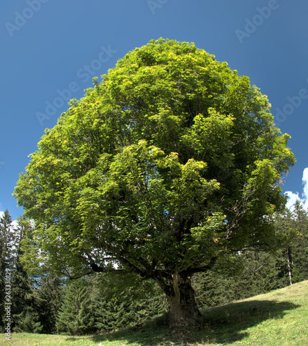 Maple tree in late Summer on Palfries meadows above Walenstadt, Swiss Alps photo