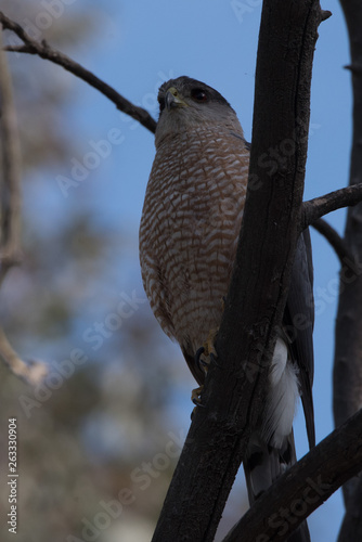 Cooper's Hawk