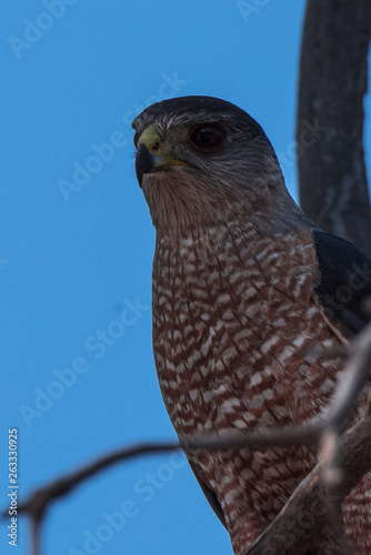 Cooper's Hawk