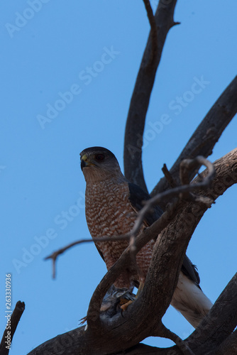 Cooper's Hawk