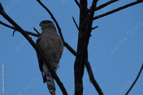 Cooper's Hawk