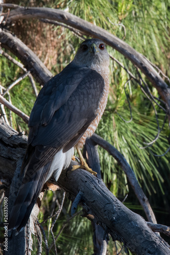 Cooper's Hawk