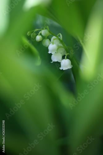 Floral background with white lily of the valley between the leaves.