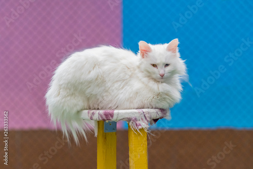 Quadro em tela Amazing blue and yellow eyed turkish van cat