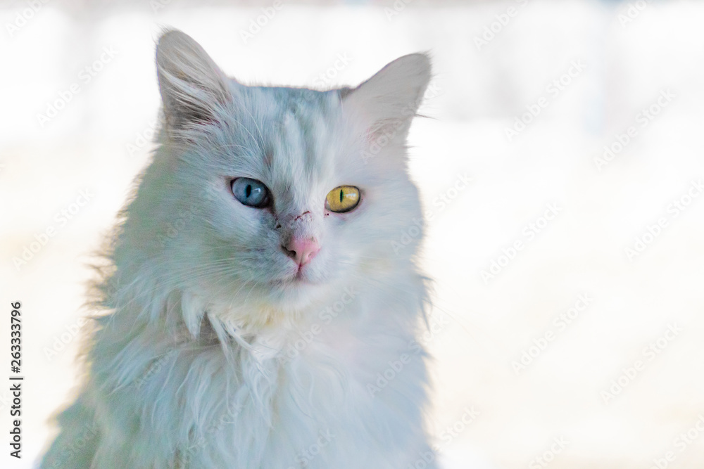 Amazing blue and yellow eyed turkish van cat