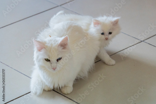 Cuadro en lienzo Kitten with amazing blue and yellow eyed turkish van cat