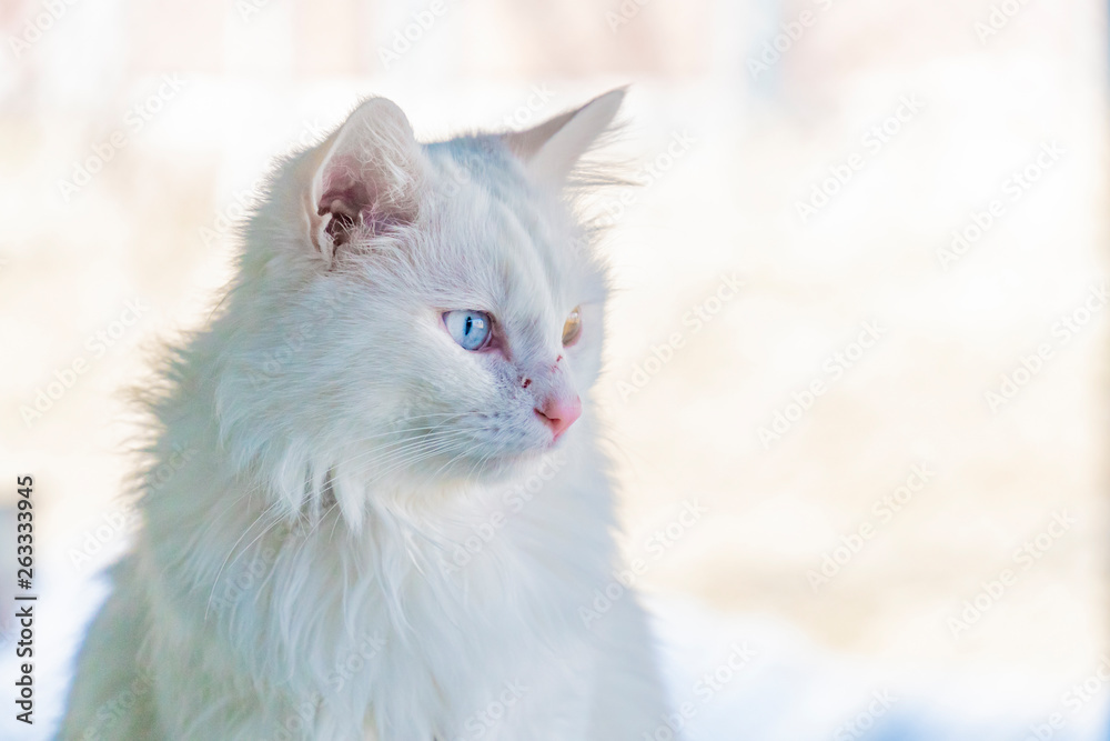 Amazing blue and yellow eyed turkish van cat Amazing blue and yellow eyed turkish van cat