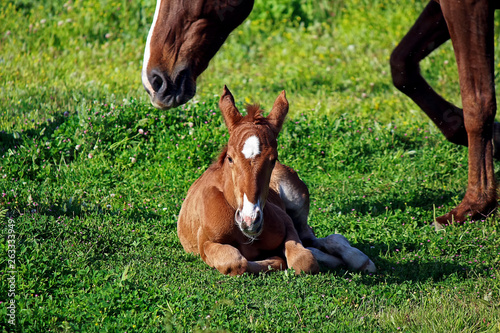 Mare taking care of her foal in a pastureland, natural area located in Andalusia, Spain, Europe