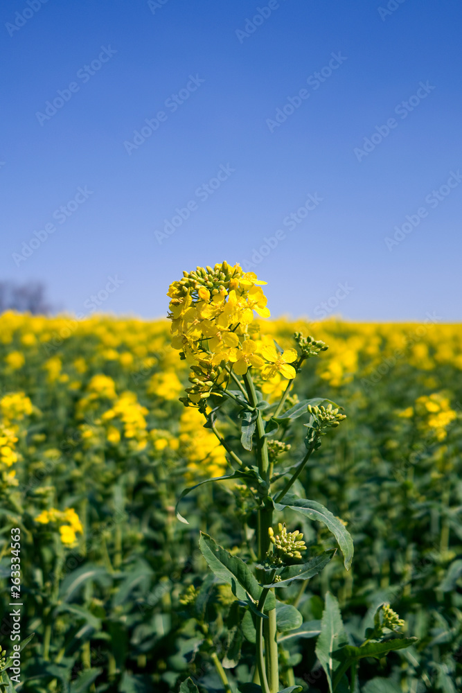 Plants / Ponitz / Germany: Rapeseed blossom in front of a blooming rapeseed field in rural Eastern Thuringia in April Plants / Ponitz / Germany: Rapeseed blossom in front of a blooming rapeseed field in rural Eastern Thuringia in April