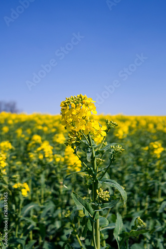 Plants / Ponitz / Germany: Rapeseed blossom in front of a blooming rapeseed field in rural Eastern Thuringia in April © torstengrieger