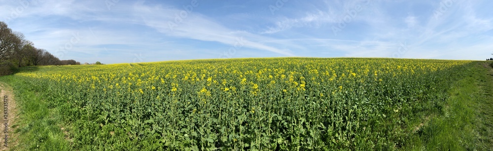 Rapsfeld, Deutschland. Rapsfeld, Deutschland.