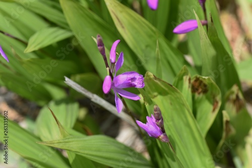 Hyacinth orchid  Bletilla striata 