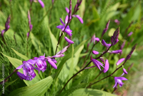 Hyacinth orchid  Bletilla striata 