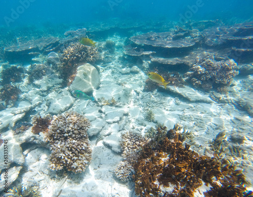 Fototapeta Naklejka Na Ścianę i Meble -  Bleaching Coral Reef of the Perhentian Islands, Malaysia, 2018.